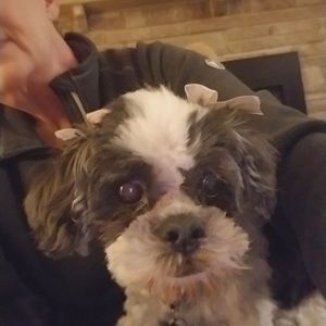 Meet your Posher, Sandy